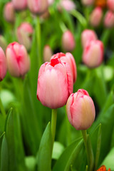 a lot of beautiful multicolored tulips growing on a field, in the garden, in the greenhouse,red,yellow,violet,orange,pink tulups,Springtime, lots of tulips,flowers concept