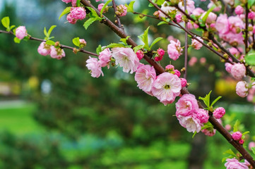 Pink flowers on branch in spring garden.