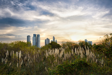 Sunset Buenos Aires Cityscape view from ecological reserve Costanera Sur, Puerto Madero, Buenos...