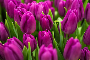 a lot of beautiful multicolored tulips growing on a field, in the garden, in the greenhouse,red,yellow,violet,orange,pink tulups,Springtime, lots of tulips,flowers concept