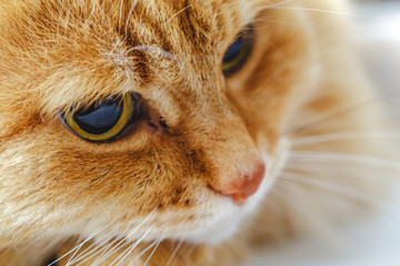 Close-up portrait of the muzzle of a beautiful fluffy ginger or red cat