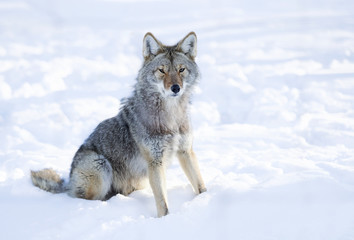 A lone coyote walking in the winter snow in Canada