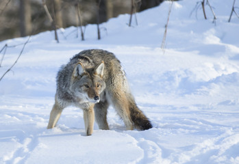 A lone coyote walking in the winter snow in Canada