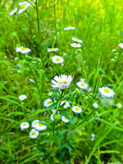 Daisy flowers on a meadow