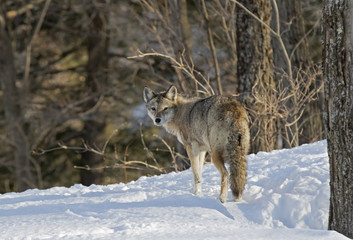 Naklejka na ściany i meble A lone Coyote walking in the winter snow in Canada
