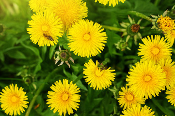 Yellow dandelion flowers in green grass.