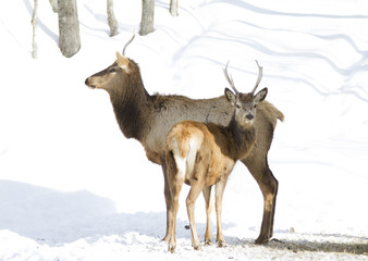 Elk standing in the winter snow
