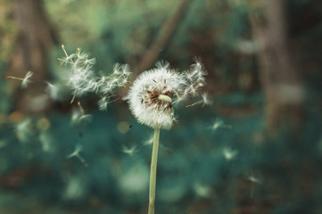 Dandelion head with seeds flying off.