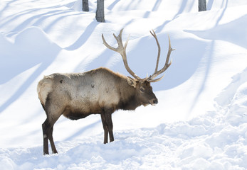 Elk with large antlers standing in the winter snow