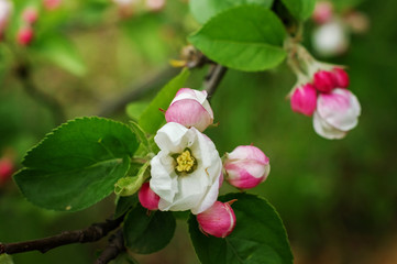 Fototapeta na wymiar Blooming branch of Apple tree in spring garden.