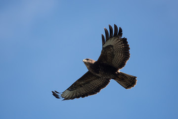Common Buzzard, Buteo buteo