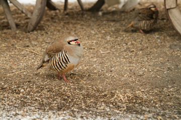 Red-legged partridge
