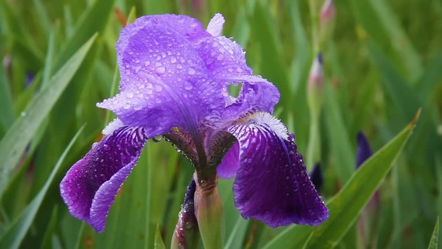 Loop features a purple bearded iris flower, wet with raindrops, blowing in a spring breeze.