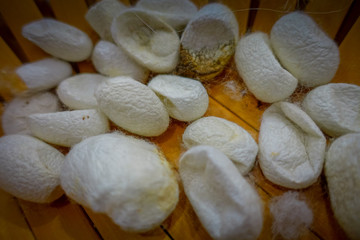 BEIJING, CHINA - 29 JANUARY, 2017: Close up of white cocoons lying together ready for processing, inside traditional silk factory