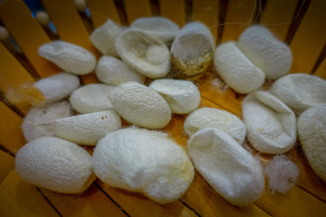BEIJING, CHINA - 29 JANUARY, 2017: Close up of white cocoons lying together ready for processing, inside traditional silk factory
