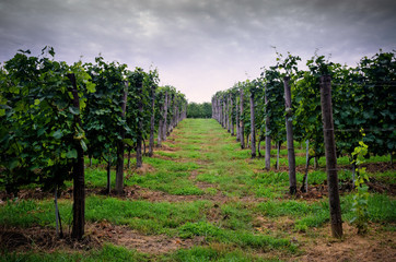 Fototapeta na wymiar Clouds over the vineyards of Roero, Italy