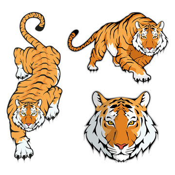 Tiger set, isolated on white background, colour illustration, suitable as logo or team mascot