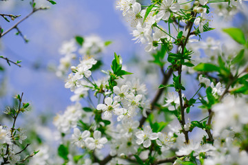 White flowers in blossom on blue sky
