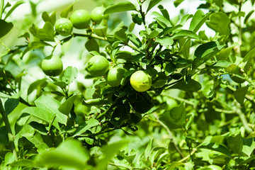 Green fresh lime on tree