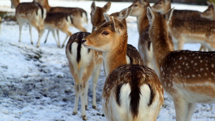 group of deer