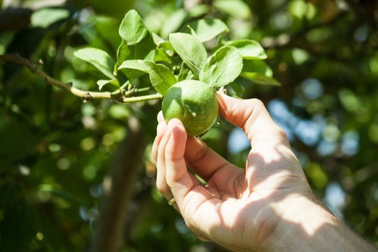 Green fresh lime on tree