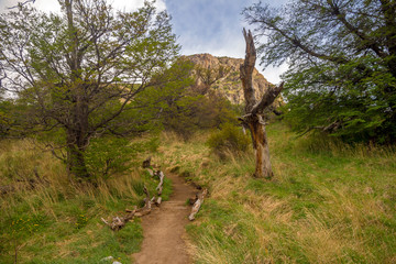 Beautiful landscape in the forest. Path trough the green trees, sunny weather.
