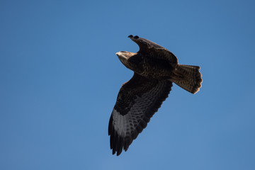 Common Buzzard, Buteo buteo