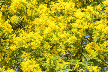Yellow blooming of mimosa tree in spring