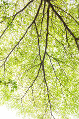 Green leaf isolated on white
