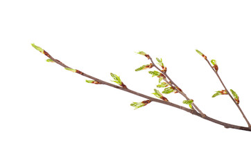 Spring branch isolated on white background