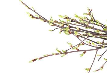 Spring branch isolated on white background