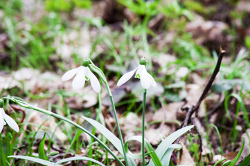 Snowdrop in forest