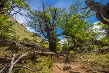 Beautiful landscape in the forest. Path trough the green trees, sunny weather.