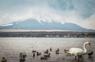 Swans with Mt.Fuji