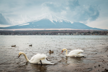 Swans with Mt.Fuji