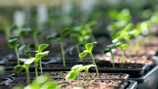 plants sous serre 