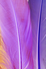 Feather background