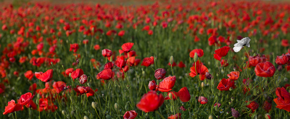 Fototapeta na wymiar Summer field with a lot of red poppies blooming