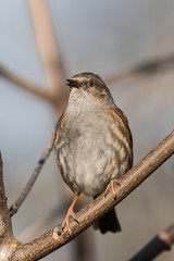 Dunnock, Prunella modularis