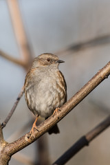 Dunnock, Prunella modularis