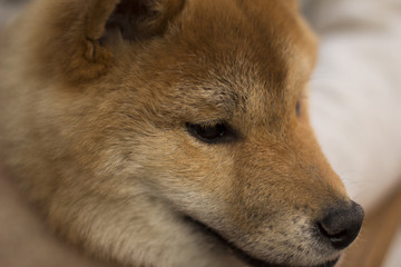 shiba inu