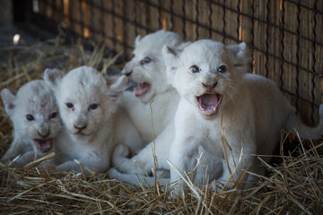 Naklejka na ściany i meble White lion cubs born at the zoo