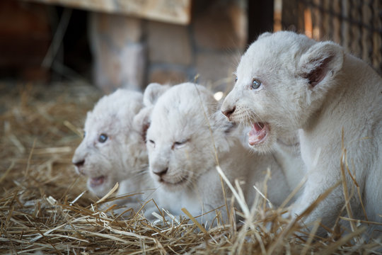 White lion cubs born at the zoo