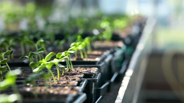 plants sous serre 