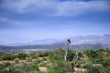 Raven Sonoran Desert