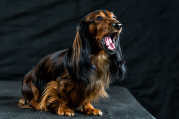 Dachshund on a dark background