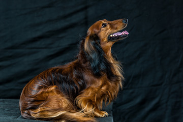 Dachshund on a dark background