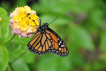 Fototapeta na wymiar Mariposa sobre la flor