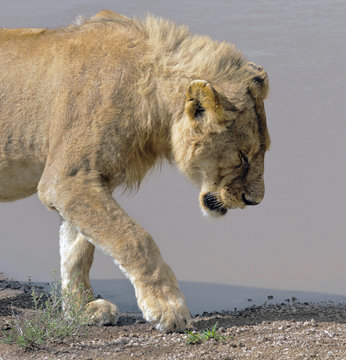 African Lions Near Watering Hole In Serengeti National Park - Tanzania