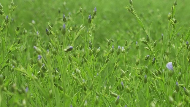 Blooming flax Field of flax blooming in a Belgian countryside